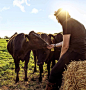 Jess from Wyndford Wagyu feeding cows