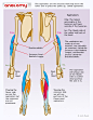 Drawsh: Anatomy