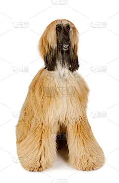 红色头发的阿富汗灵缇犬比白色的