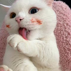 鼠！鼠！鼠！采集到猫