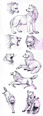 wolf drawings: 