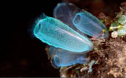 海洋生物_百度图片搜索