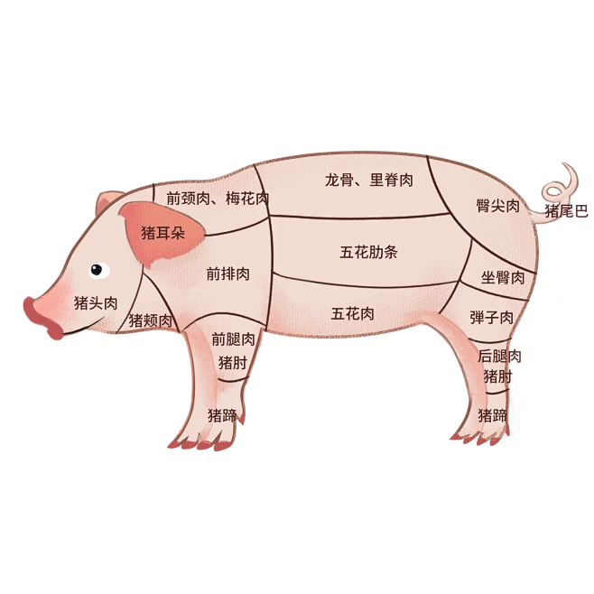 猪肉部分分割部位分解图1685546098678-花瓣网