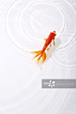 Goldfish swimming_创意图片