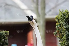 中国鹅进入图片