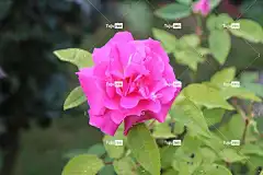 粉色的 花 粉红玫瑰 树叶 花壁纸 玫瑰花瓣 花瓣 玫瑰绽放