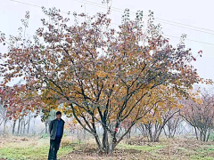 maryzhao采集到植物—点景树及树池