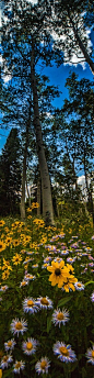 Colorado wildflowers. Gorgeous... 