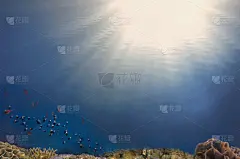 水下,礁石,背景,潜水艇,在底端,羽绒被,水,美,沟壑,艺术