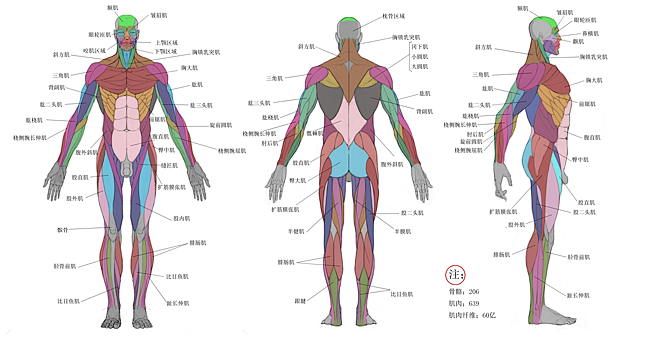 人体三视图_百度图片搜索