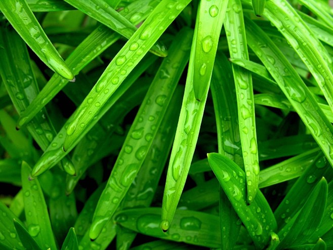 植物素材png