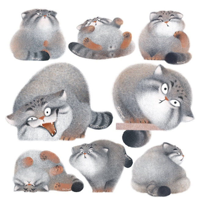 兔狲｜Pallas Cat-花瓣网
