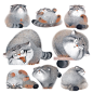 兔狲｜Pallas Cat
