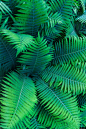 叶子 叶子背景 植物 植物背景 植物素材 树叶图片 自然摄影图片图片壁纸