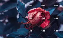 花 玫瑰 玫瑰绽放 花瓣 玫瑰花 玫瑰花瓣 盛开 开花 花壁纸
