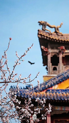 小冰ing啊采集到艺术，故宫，摄影图片