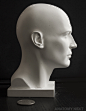Anatomy Next store - MALE SKIN / TOPOGRAPHY HEAD 3D PRINT model