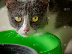 灰猫偷吃食物