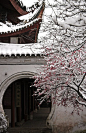 


plum blossoms in snow 
