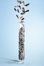 Test Tube with pumpkin seeds falling in