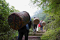 武夷山采茶