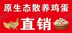 散养鸡蛋海报 【酷图网】鸡,鸡蛋,原生态鸡,散养鸡,原生态散养鸡,土鸡,土鸡蛋