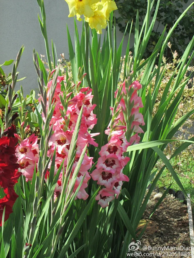 剑兰(Gladiolus), 又名唐菖蒲，鸢尾科-花瓣网