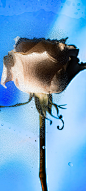 0089jQuMly1h8rhmicrnyj30u01uo4q8.jpg (1080×2400)