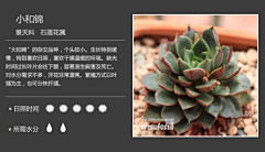 白羊喵仙人采集到多肉的肉