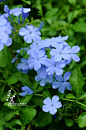 蓝花丹/蓝雪花 Plumbago auriculata