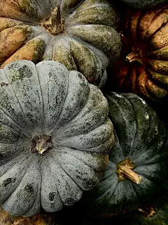Free Pumpkins Halloween photo and picture