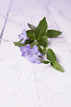 春天,自然美,柔和色,贺卡,清新,纺织品,厚木板,植物,背景,生日