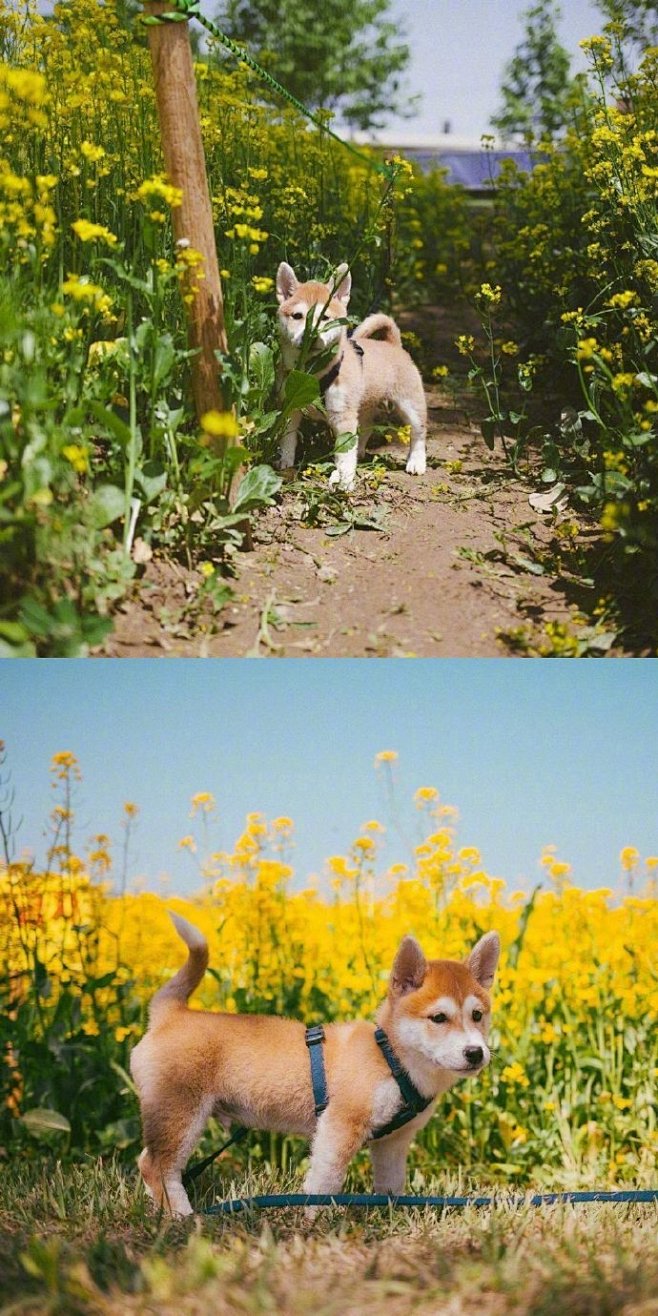 小柴犬的春日写真集，这呆萌的样子萌化了！...