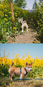小柴犬的春日写真集，这呆萌的样子萌化了！ @四六开猫 #带猫郊游# ​​​​
