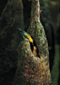 美国奥杜邦鸟类协会2015摄影大赛获奖作品 - 新摄影