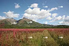 山 火山 苔原 草 花壁纸 杂草 花朵 美丽的花朵 花卉背景