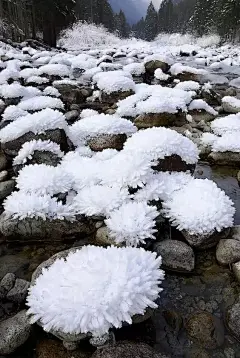 花映雪，雪融花，美得惊心动魄！
那映射在雪中的红，红得分外妖娆，温暖了整个冬天。
