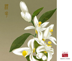 呦呦耶耶采集到橙花