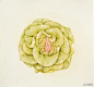 卷心菜、白菜、玉米、青瓜、哈密瓜、菠萝……大票水灵灵的塞肚子的蔬菜水果在艺术家Aurel Schmidt的手中变得不忍直视。菠萝的一头金色卷发层次分明，姜块长出脚趾，卷心菜整个变成人的大脑，白菜长出手臂……画面太美我不敢看……http://t.cn/RPjEKrA