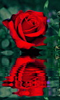 玫瑰 美与爱