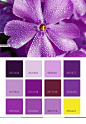 紫色配色色卡色值