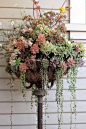 succulent pedestal: old floor lamp base & hanging planter basket