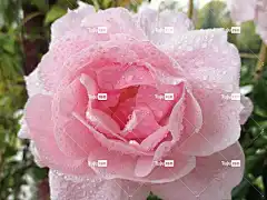 玫瑰 花卉背景 玫瑰花 香味 美丽 自然 花壁纸 雨珠 浅粉色