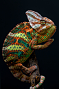 Yemen chameleon by Arturas Kerdokas on 500px