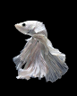 Siamese Fighting Fish by Visarute Angkatavanich: 