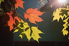 夏季
