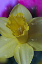 水仙花