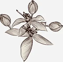 花草背景高清素材 名片 手绘花卉 梦幻花卉 素描 花 花卉 花朵 花纹花卉 花草 花草背景 花边 免抠png 设计图片 免费下载