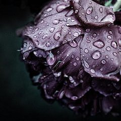 唯美紫玫瑰图片_好搜图片
