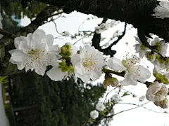 2008.04.02京都花見回想(二) @ YokoCheng :: 痞客邦 :: : 出國旅行當然要當早起的人兒囉！跟mandy約好六點起床去鴨川畔拍照，日本時間比臺灣快一個小時，這時候臺灣的家人應該都還躲在被窩裡呼呼大睡。  進入浴室盥洗時，沒注意到民宿媽媽在裡頭，兩人都嚇一跳，民宿